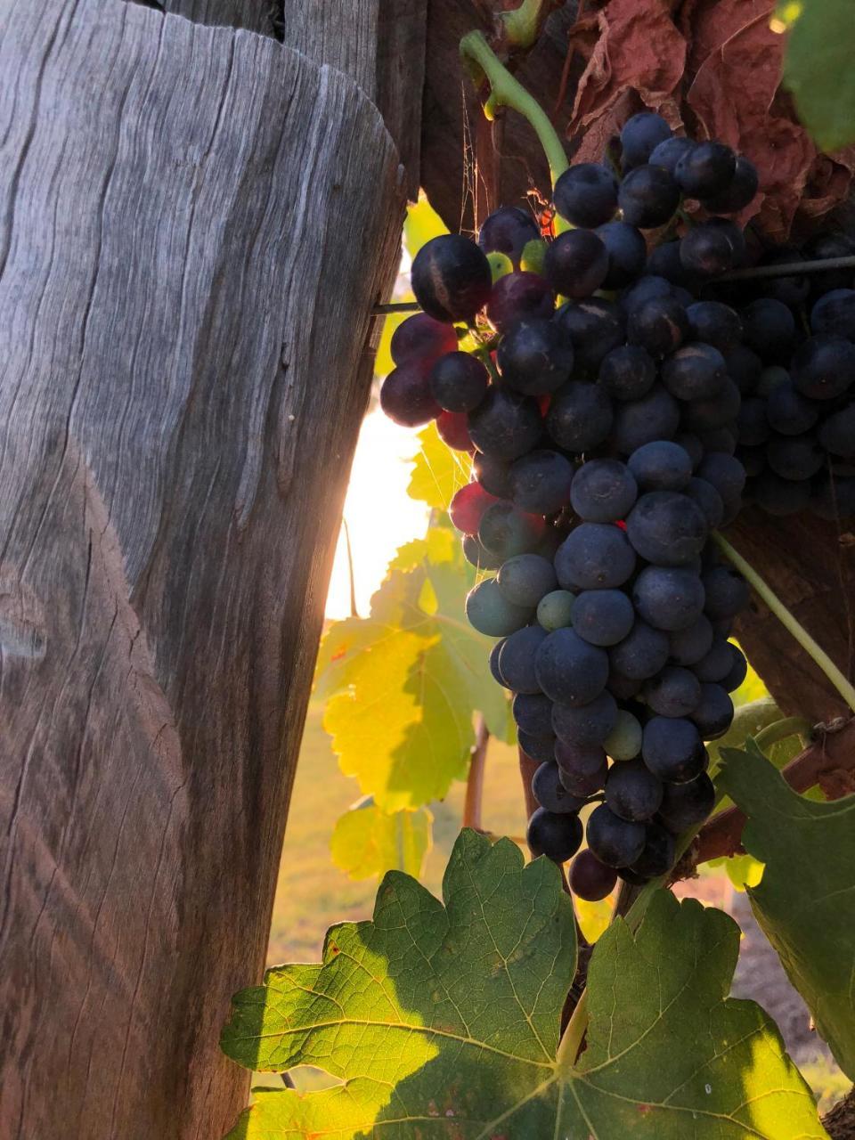 Emma'S Cottage Vineyard Lovedale Buitenkant foto